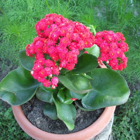 kalanchoe