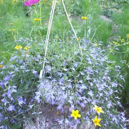 lobelia curgatoare