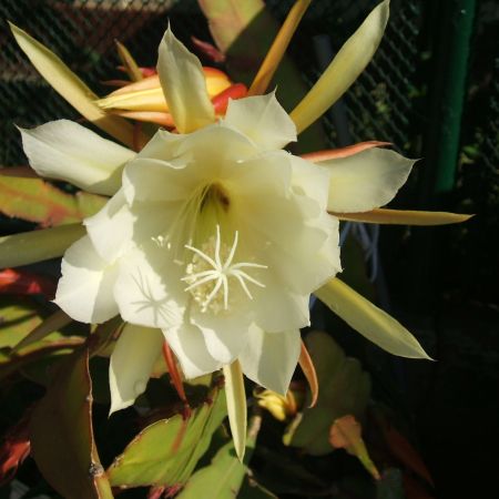 floare de cactus 