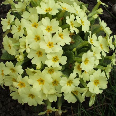 primula