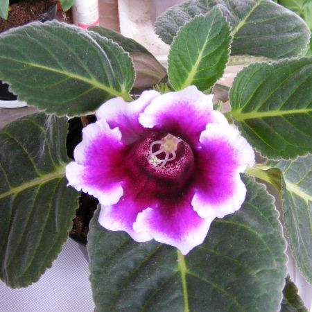 gloxinia mea