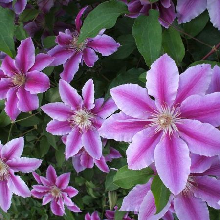 CLEMATIS