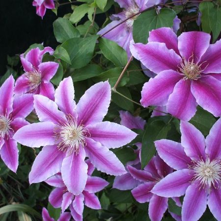 Clematis