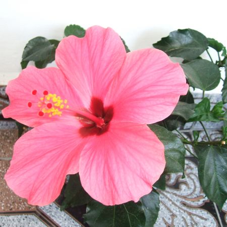 tot hibiscus