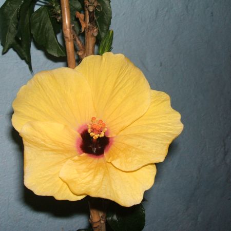  hibiscus galben