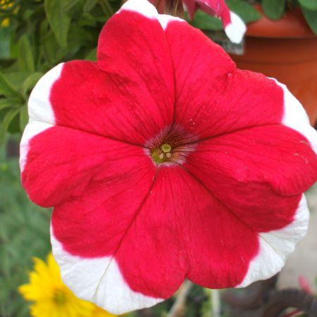 petunia macro!