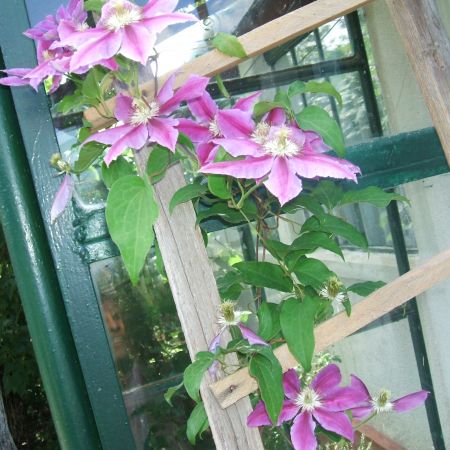 clematis