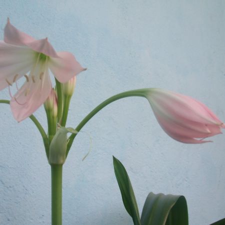 crinum moorei