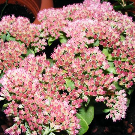 Sedum 