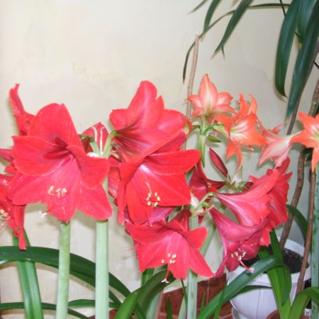 Amaryllis