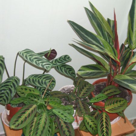 MARANTHA SI CALATHEA