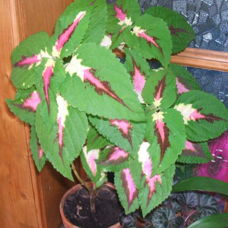 coleus(urzicuta)