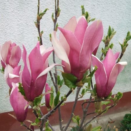 magnolie