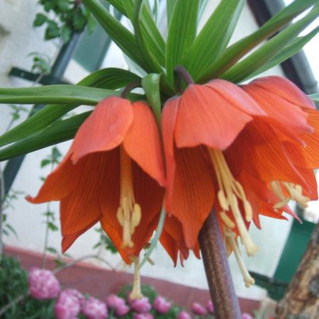 FRITILARIA IMPERIALIS