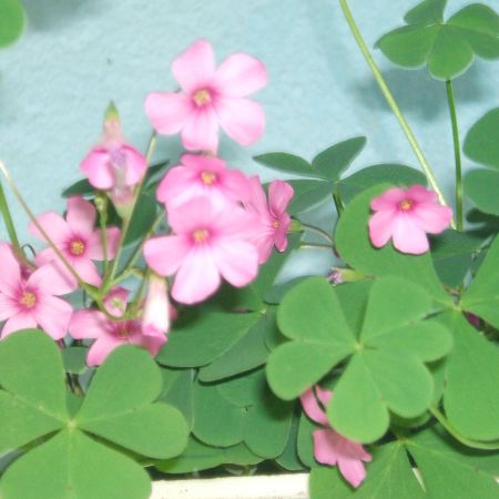 OXALIS CU FLORI ROZ