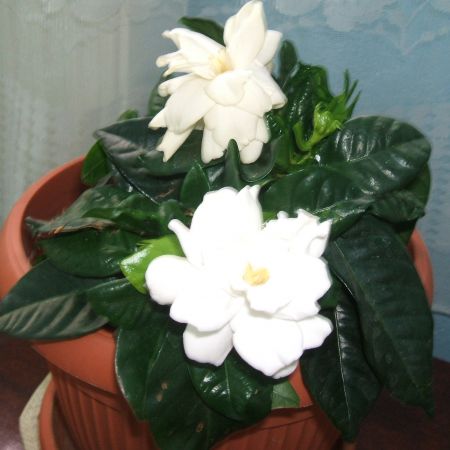  GARDENIA CEA FRUMOASA