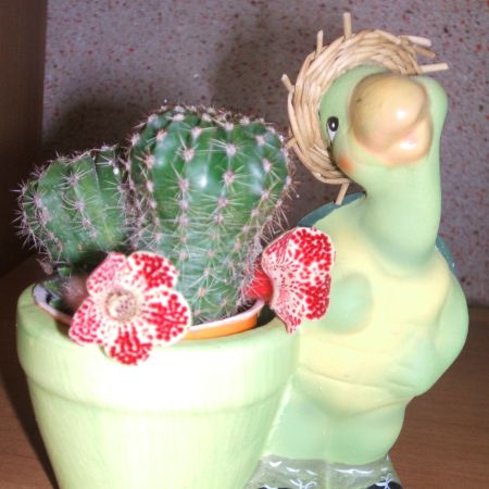 CACTUSI IN BROSCUTA