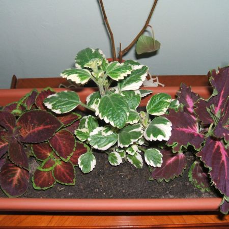 coleus