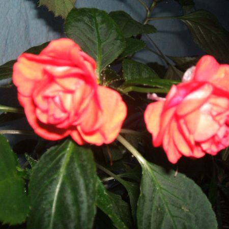 impatiens