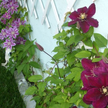 clematita