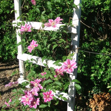 CLEMATIS IN GRADINA MEA