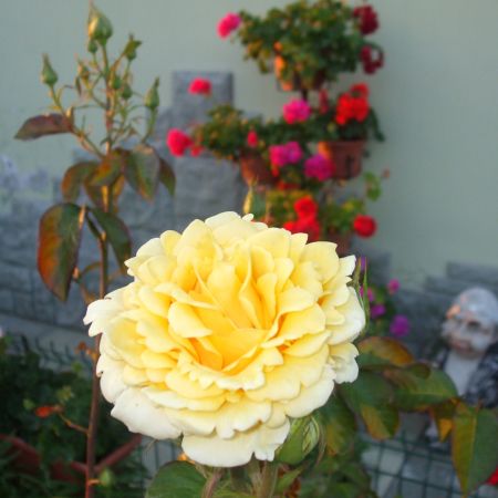 flori