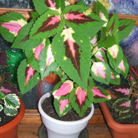 COLEUS