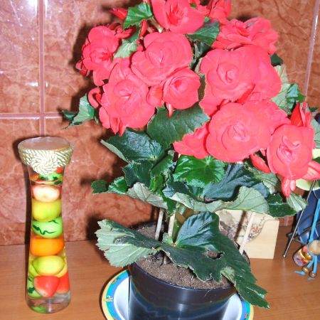BEGONIA ROSIE