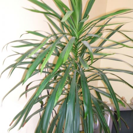 DRACENA???