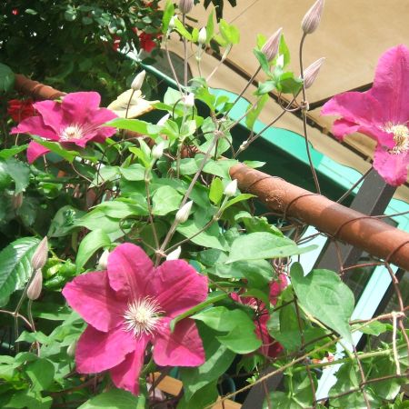 clematis