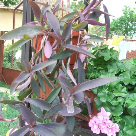  Tradescantia