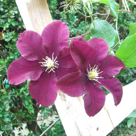 Clematis