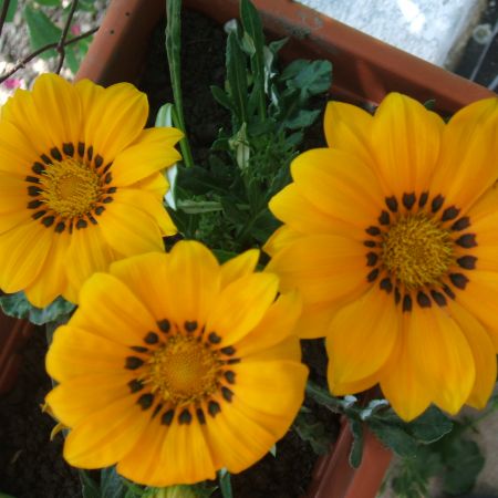 GAZANIA