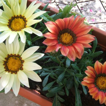 GAZANIA