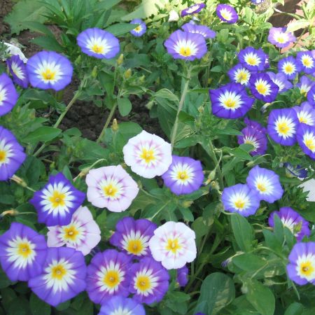 Convolvulus tricolor