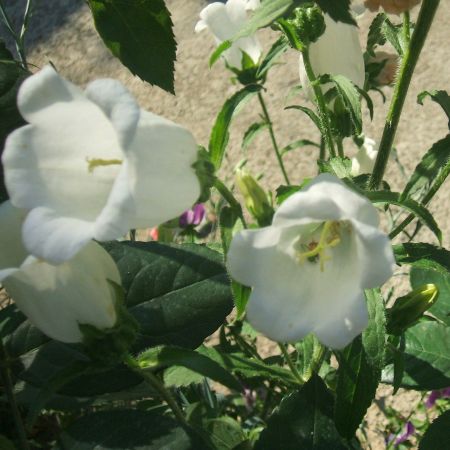 Campanula