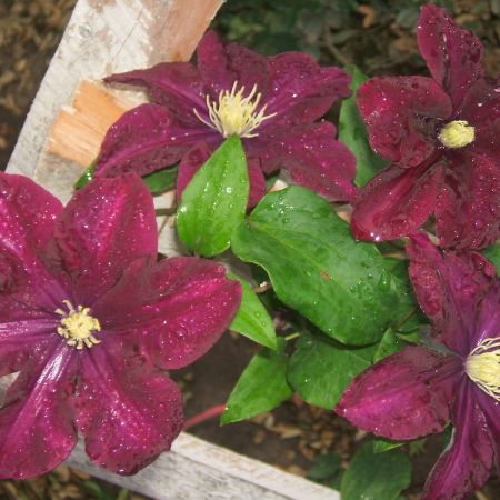 Clematis 