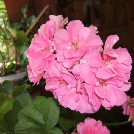 Pelargonium