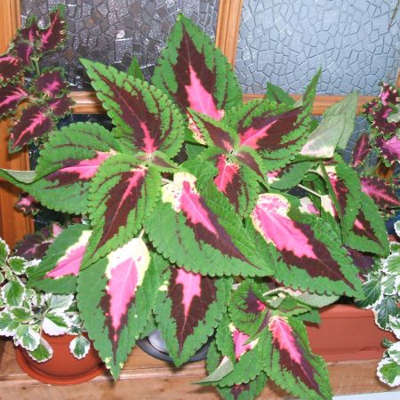 Coleus