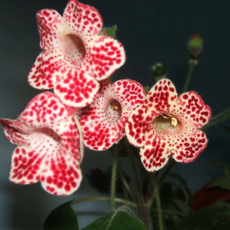 Kohleria