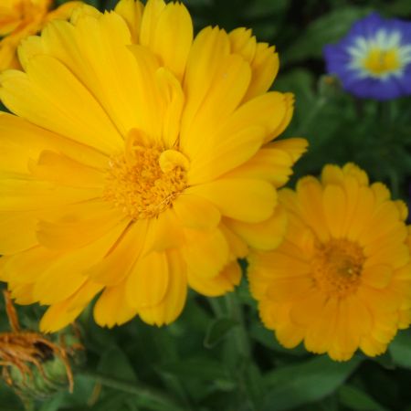 Calendula oficinalis