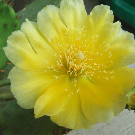 Floare de cactus