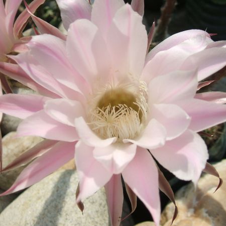 Floare de cactus