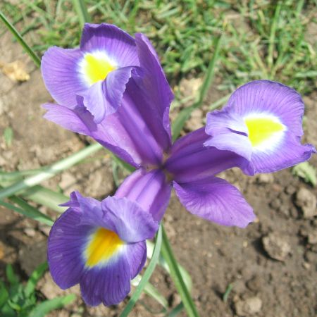 Iris