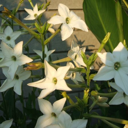 Nicotiana