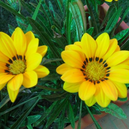 Gazania