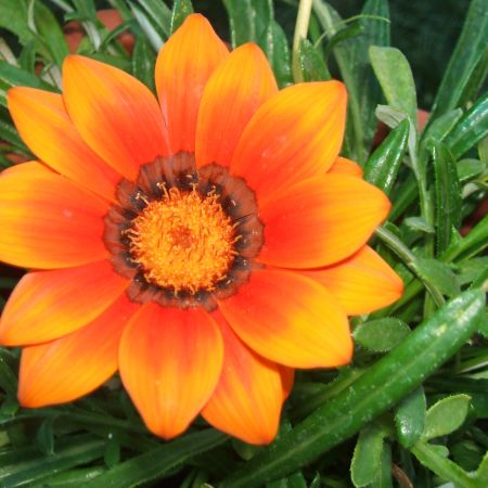 Gazania