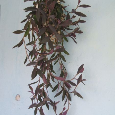 Tradescantia