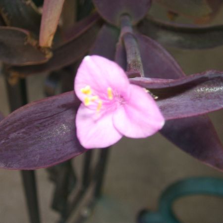 Floare tradescantia