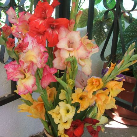 Gladiole